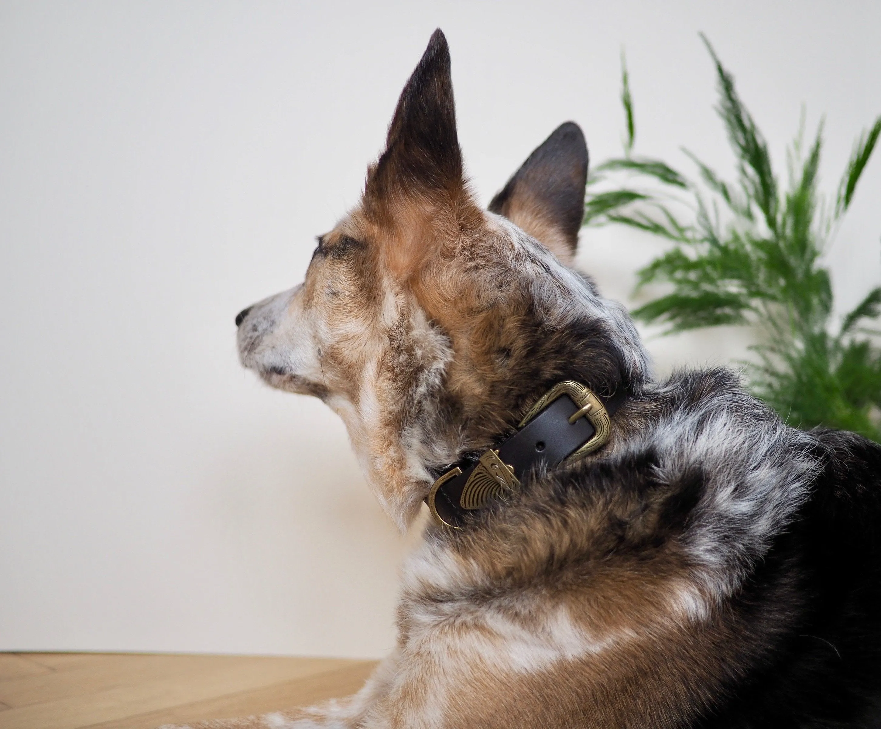Western Dog Collar