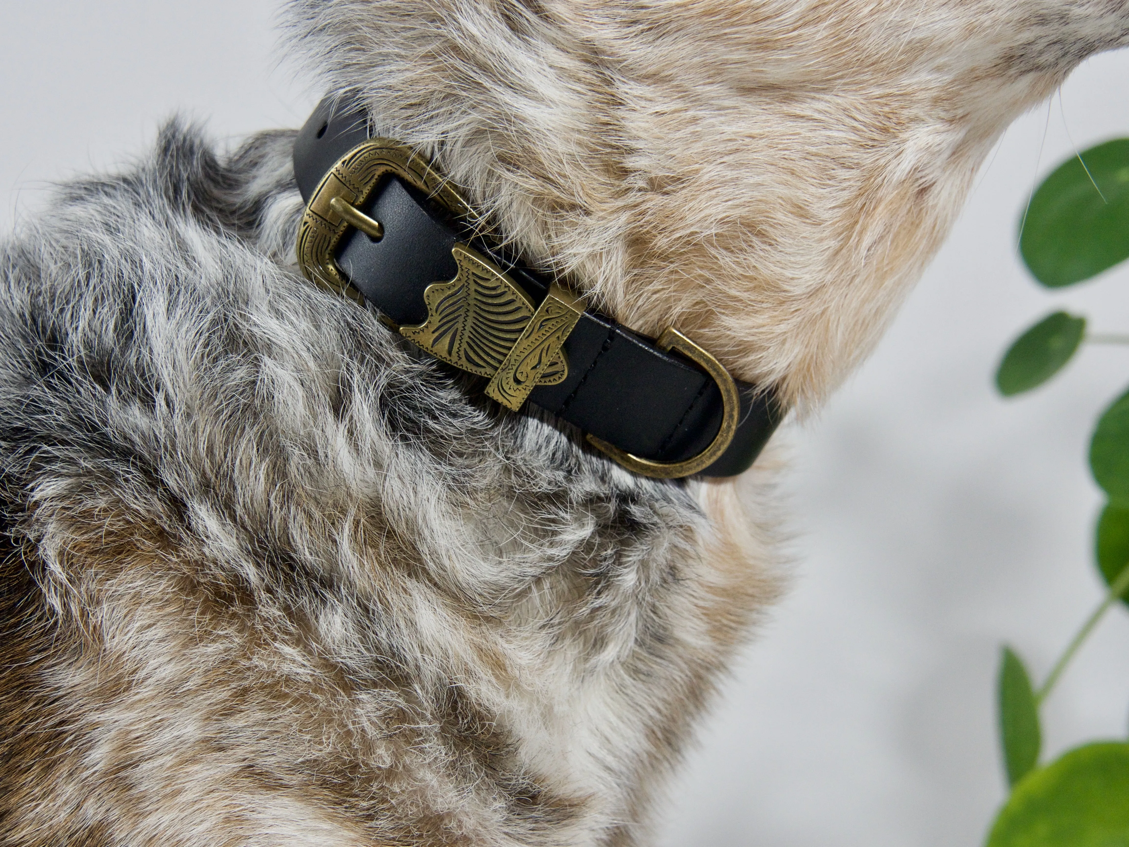 Western Dog Collar